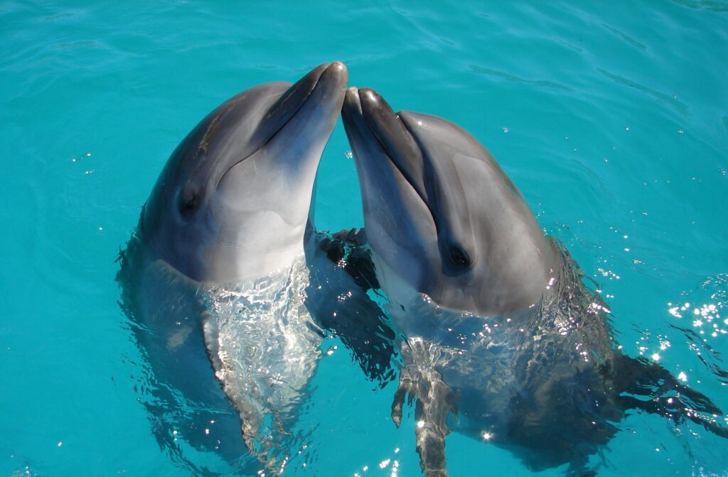 dolphins cute