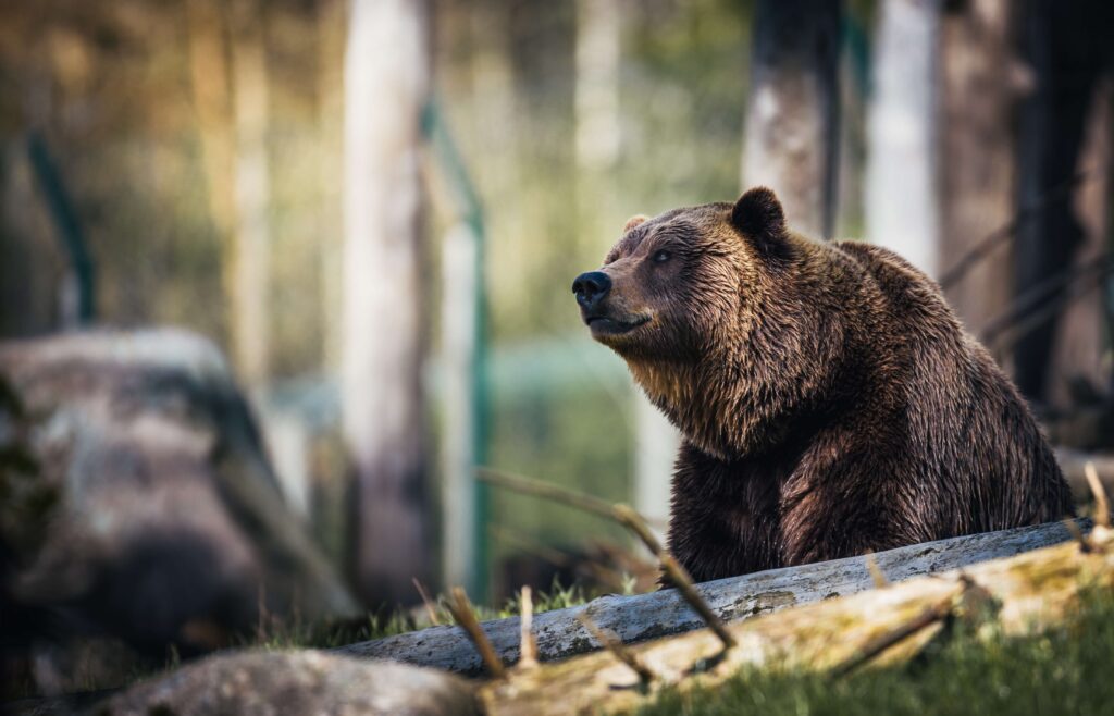 grizzly bear in forest