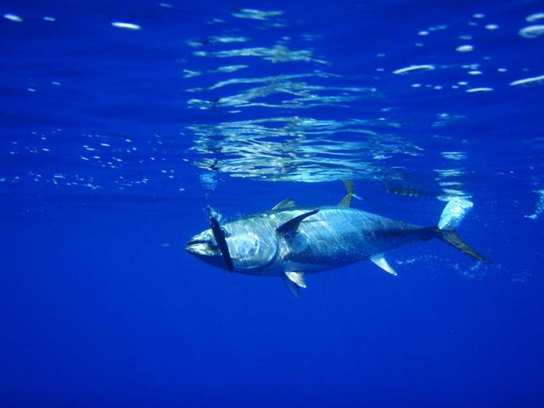 tuna fish blue corridor