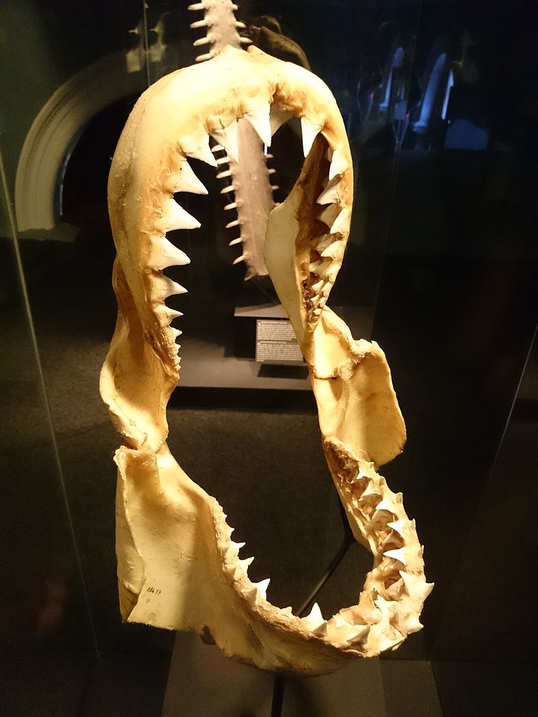 Great White Shark Jaws