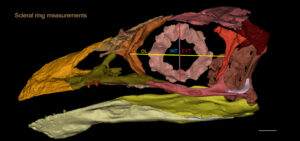 Fossil bird's skull reconstruction reveals a brain made for smelling and eyes made for daylight.png