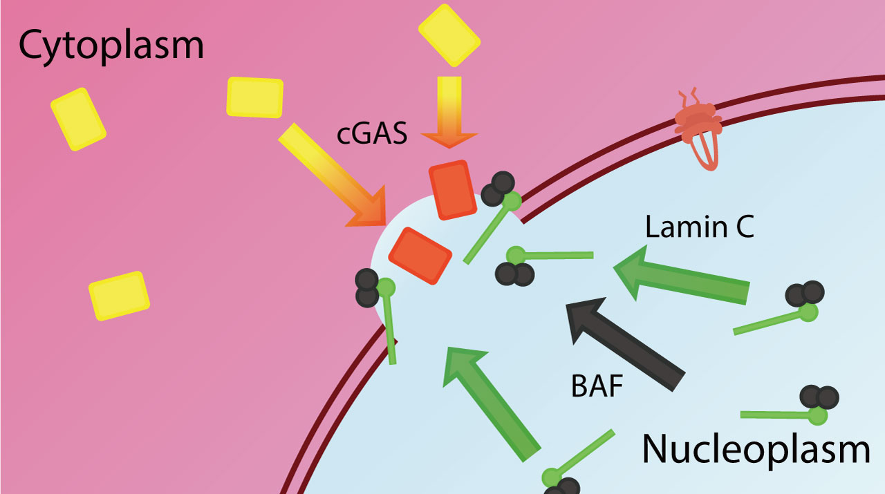 La lamina C facilita la reparación de la apariencia nuclear dañada en células humanas y de ratón