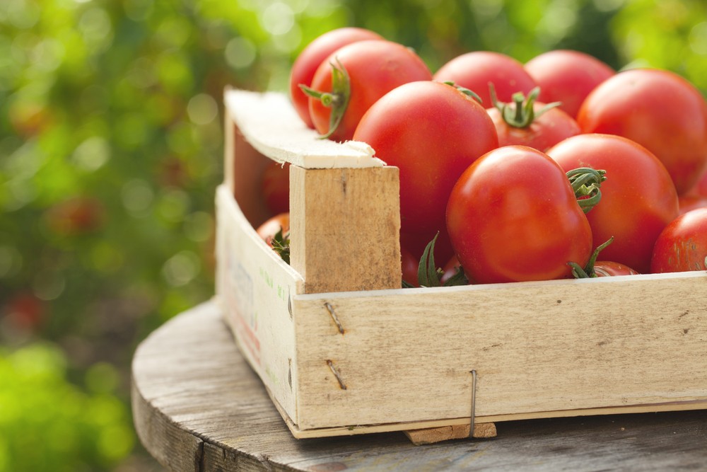 Tracing tomatoes' health benefits to gut microbes.jpg